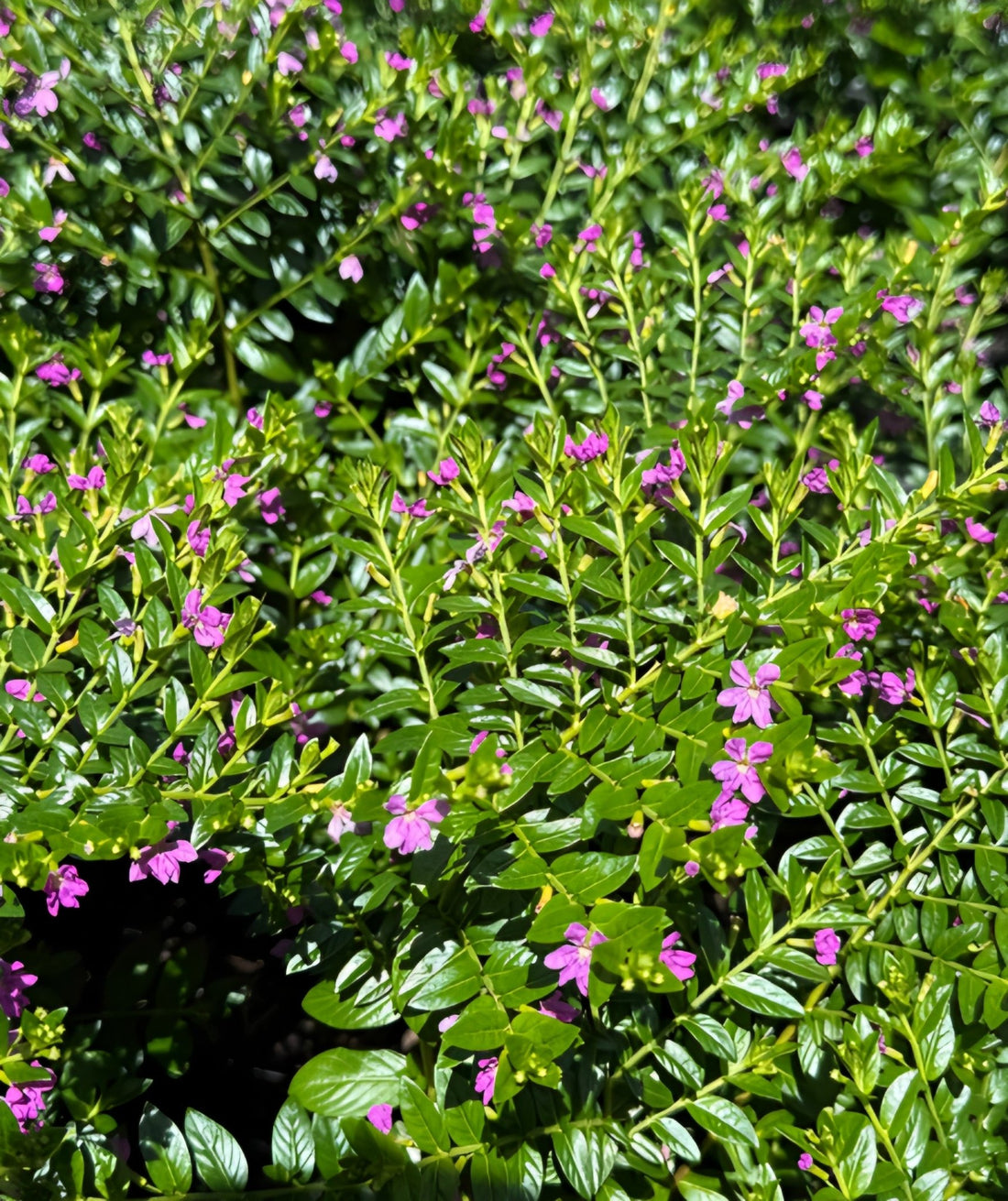 Cuphea Mauve - Ladybird Nursery