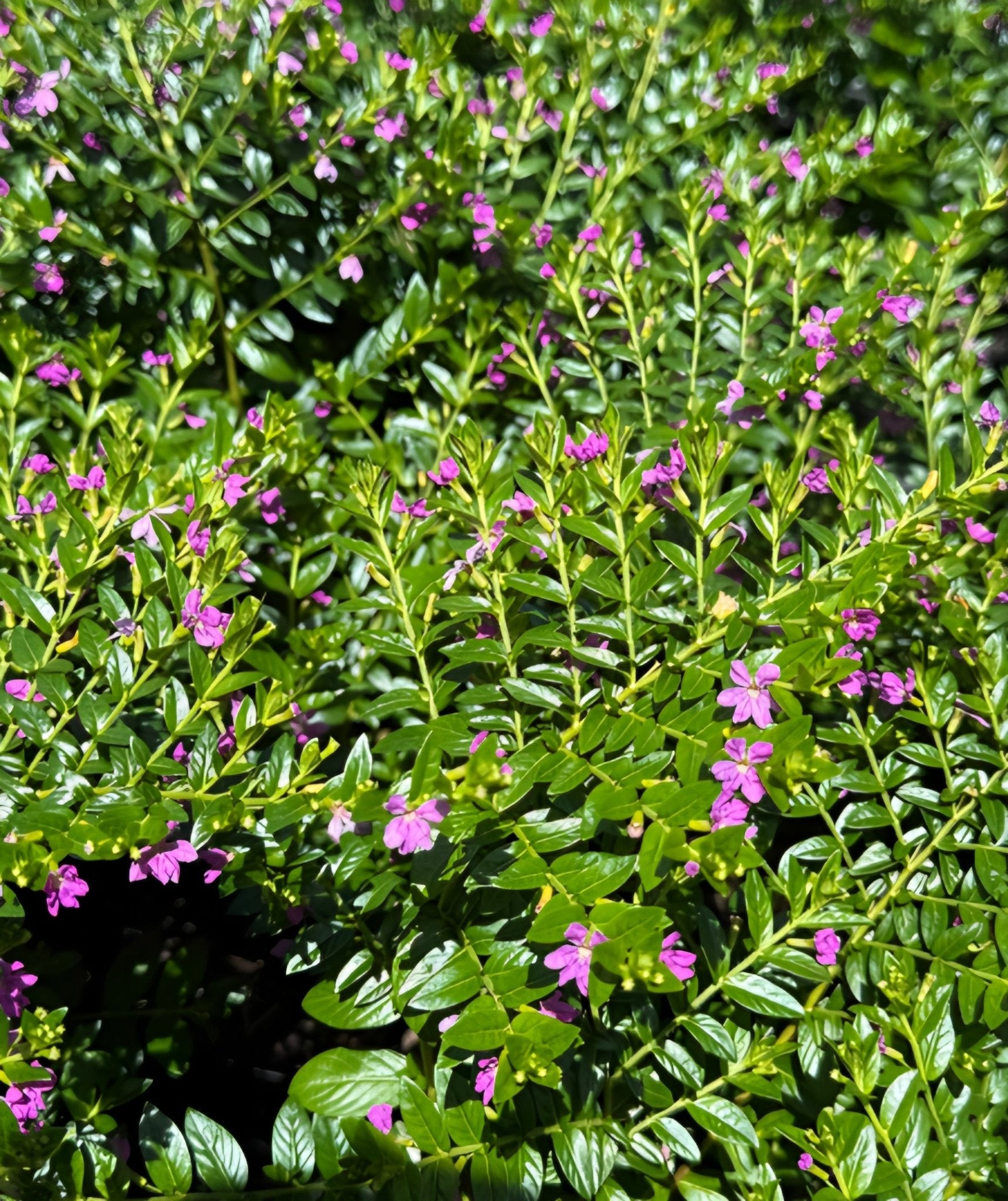 Cuphea Mauve - Ladybird Nursery