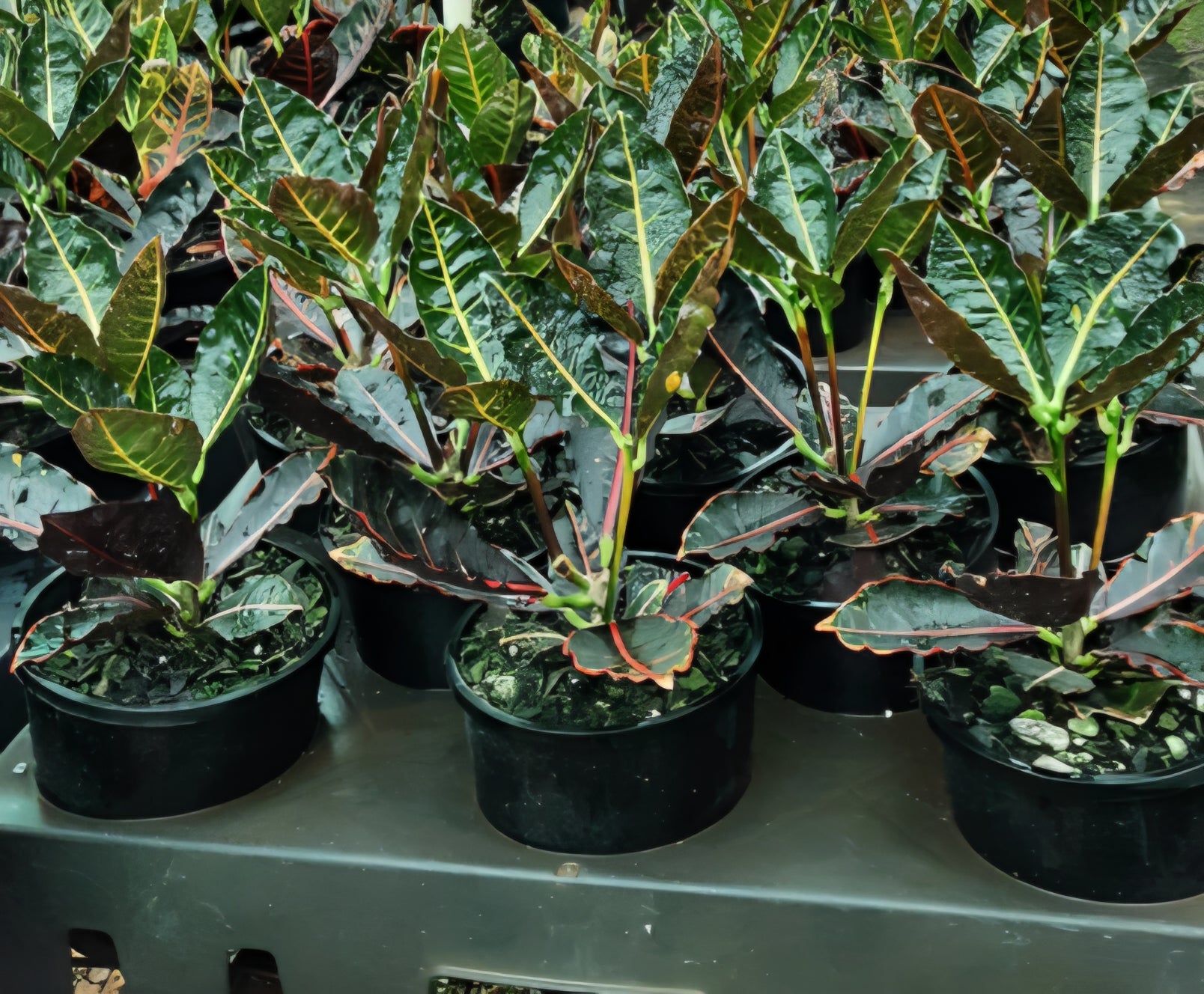 Croton 'Holly' - Ladybird Nursery