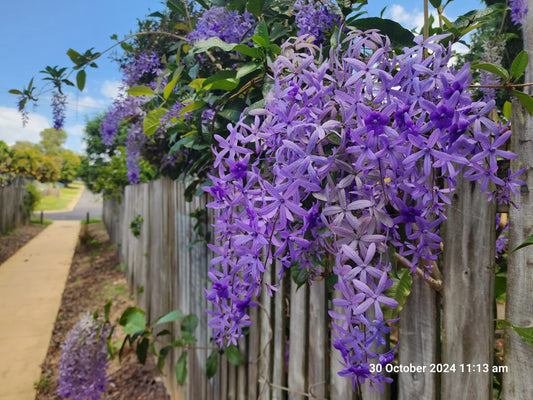 Purple Wreath (Petrea volubilis) Climbers - Ladybird Nursery