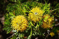 Isopogon 'Little Drumsticks' - Large