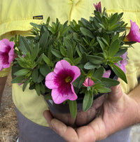Calibrachoa 'Aloha Tiki Pink'