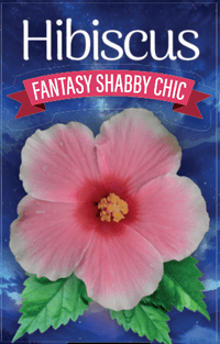 Hibiscus 'Shabby Chic' - Ladybird Nursery