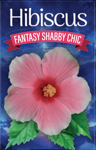 Hibiscus 'Shabby Chic' - Ladybird Nursery