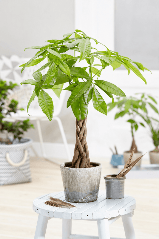 Money Tree 'Lucky 8' Twisted Stem - Ladybird Nursery