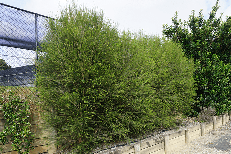 Dwarf Melaleuca Space Saver (Melaleuca armillaris) - Ladybird Nursery