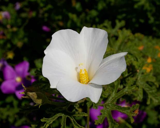 Native Hibiscus White (Alyogyne huegelii)