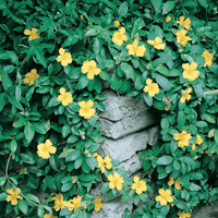 Climbing Guinea Flower (Hibbertia scandens) - Ladybird Nursery