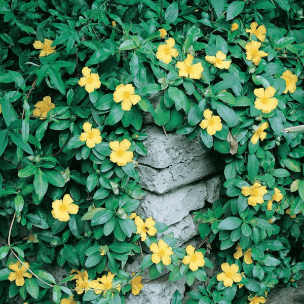 Climbing Guinea Flower (Hibbertia scandens) - Ladybird Nursery