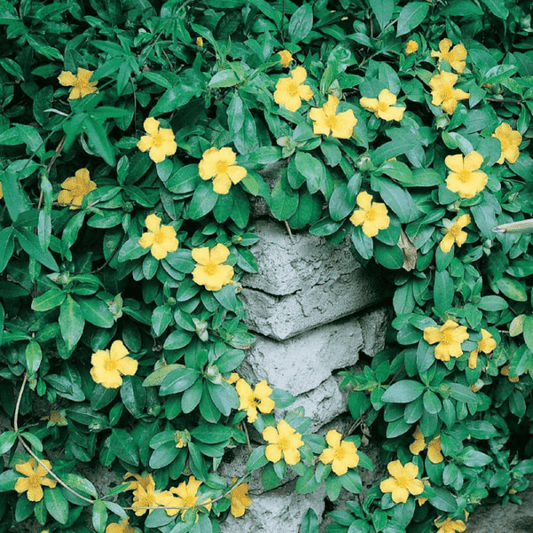 Climbing Guinea Flower (Hibbertia scandens) - Ladybird Nursery