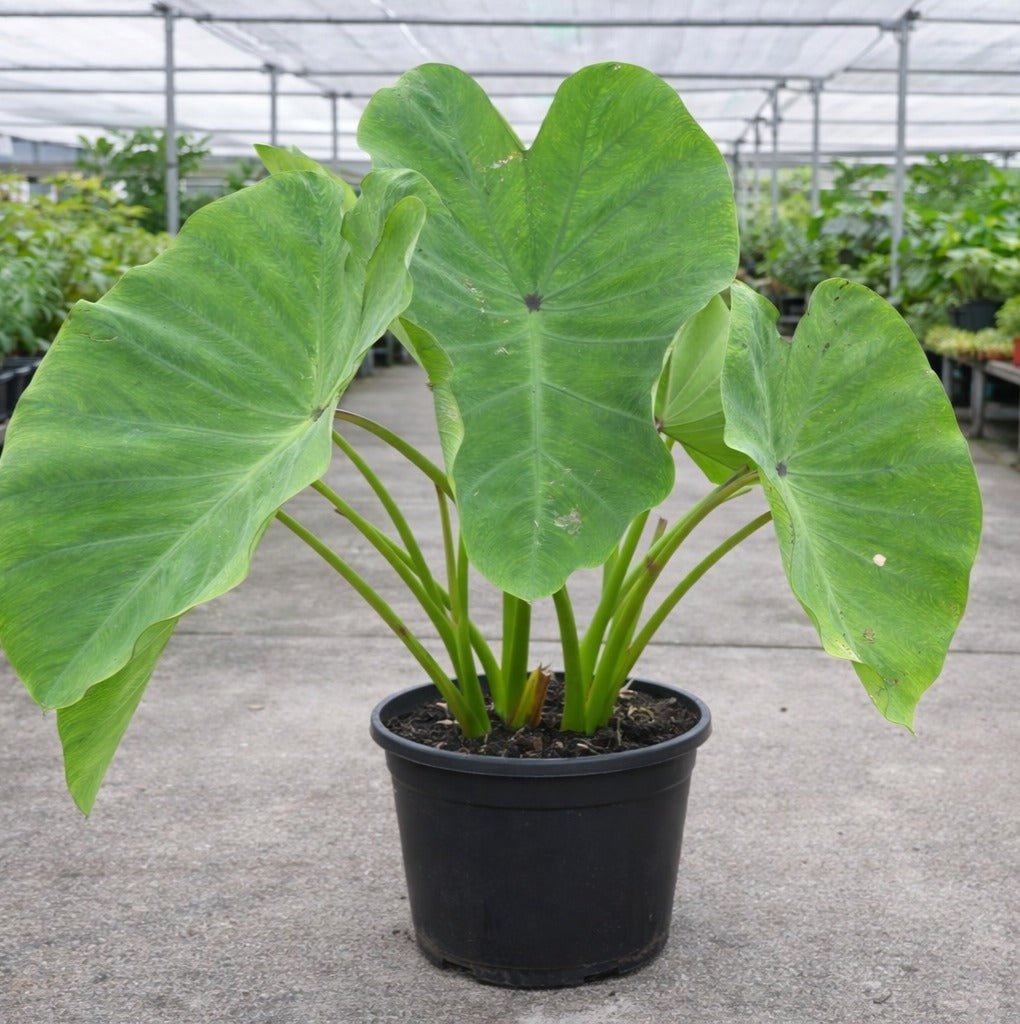 Giant Purple Eating Taro (Colocasia esculenta 'Giant Purple') - Ladybird Nursery