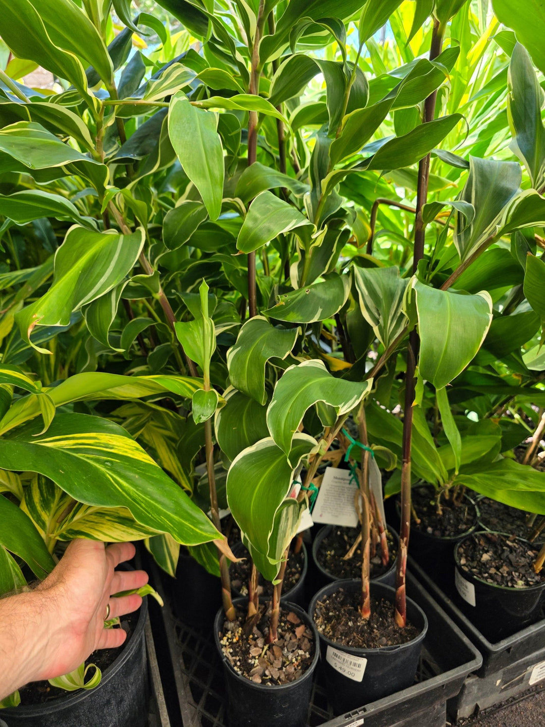 Shampoo Ginger Variegata (Zingiber zerumbet) - Ladybird Nursery
