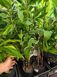 Shampoo Ginger Variegata (Zingiber zerumbet) - Ladybird Nursery
