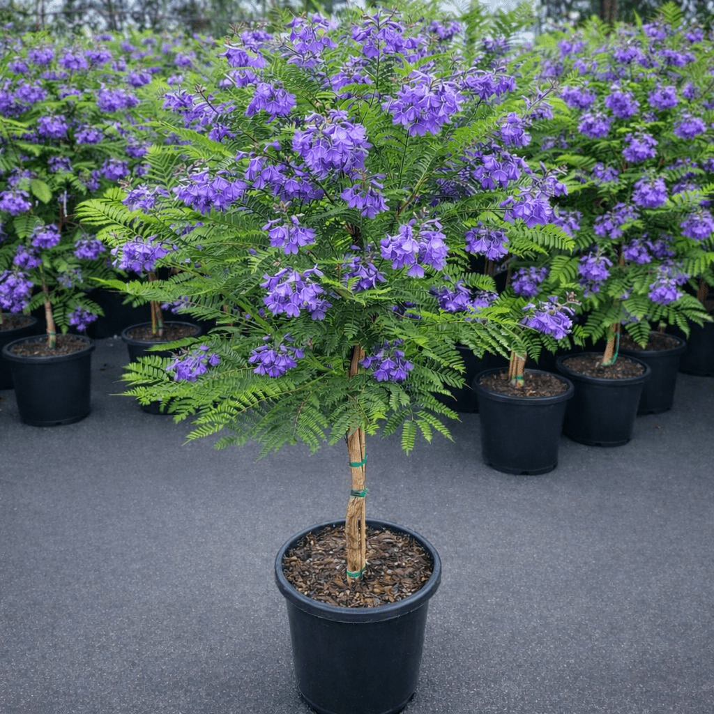 Dwarf Jacaranda Tree "Bonsai Blue" (PICK UP ONLY) - Ladybird Nursery
