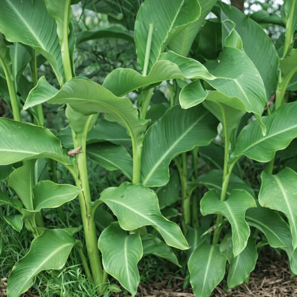 Arrowroot (Canna edulis) - Ladybird Nursery