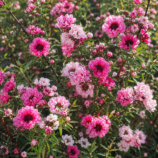 Leptospermum 'Ballerina' - Ladybird Nursery