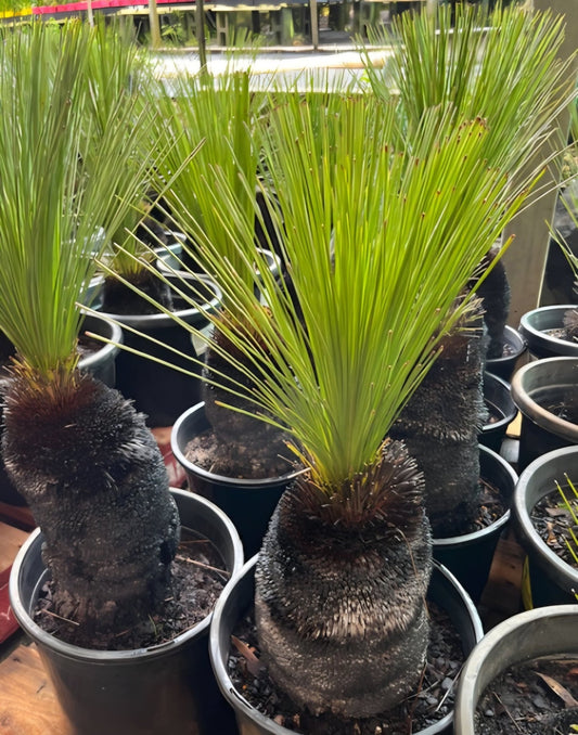 Grass Tree (Size D) PICK UP ONLY - Ladybird Nursery