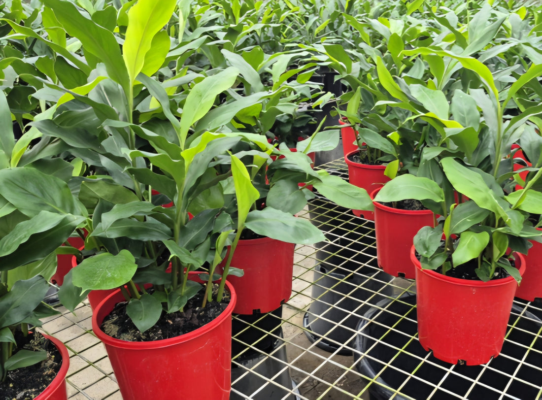 Dwarf Cardamom (Alpinia nutans) - Ladybird Nursery