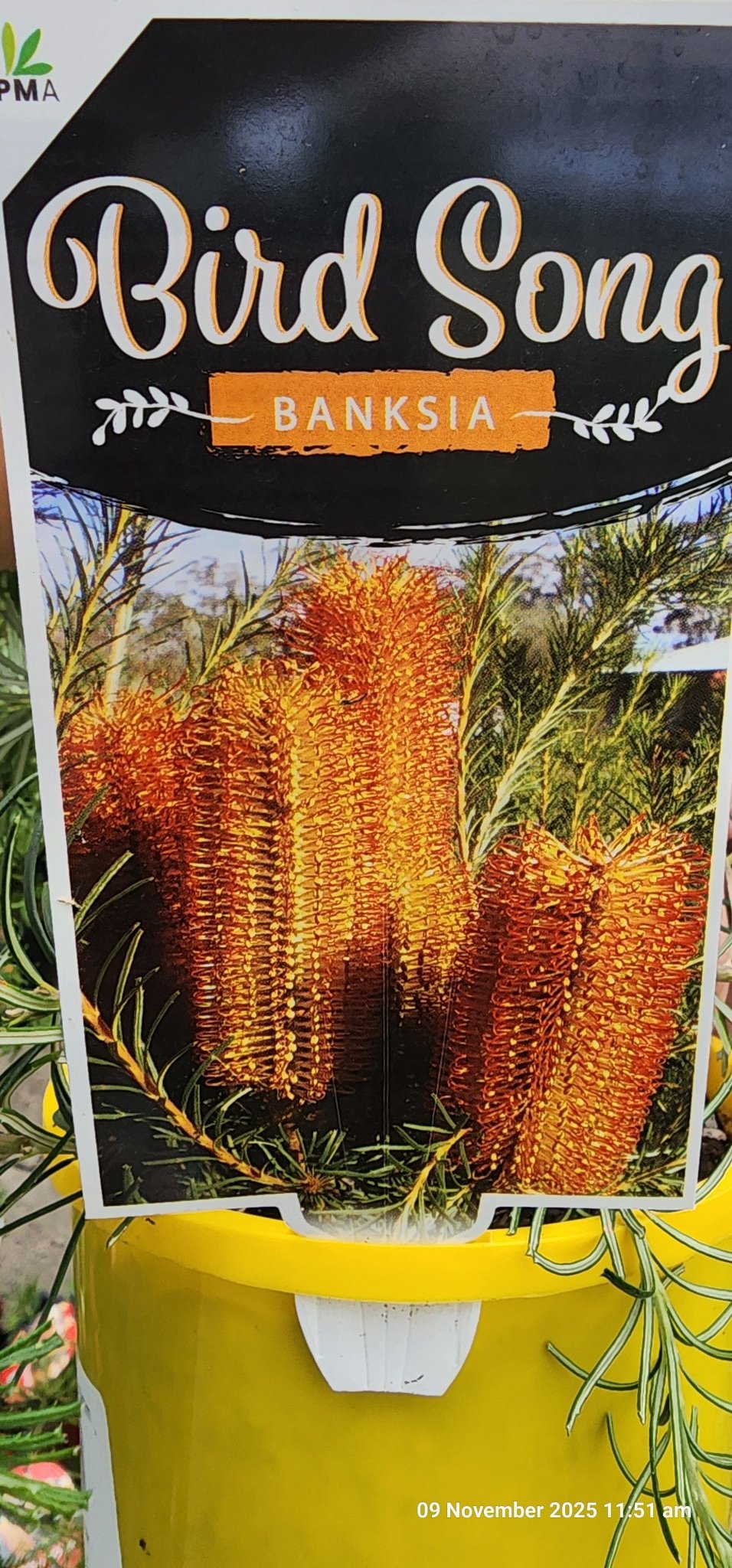 Banksia ‘Bird Song’ 140mm Pot - Ladybird Nursery