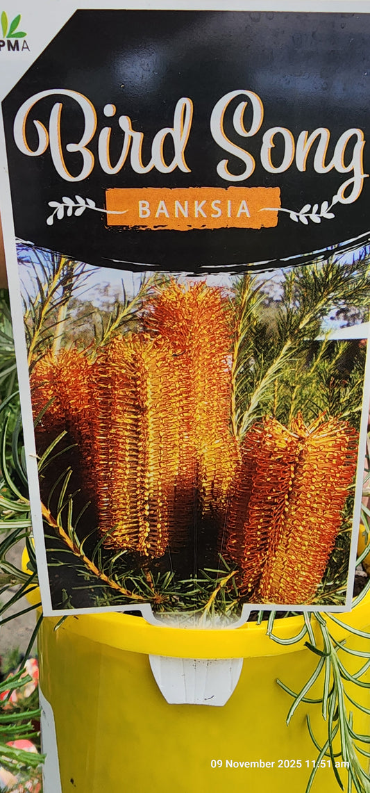 Birdsong Banksia (140mm pot)