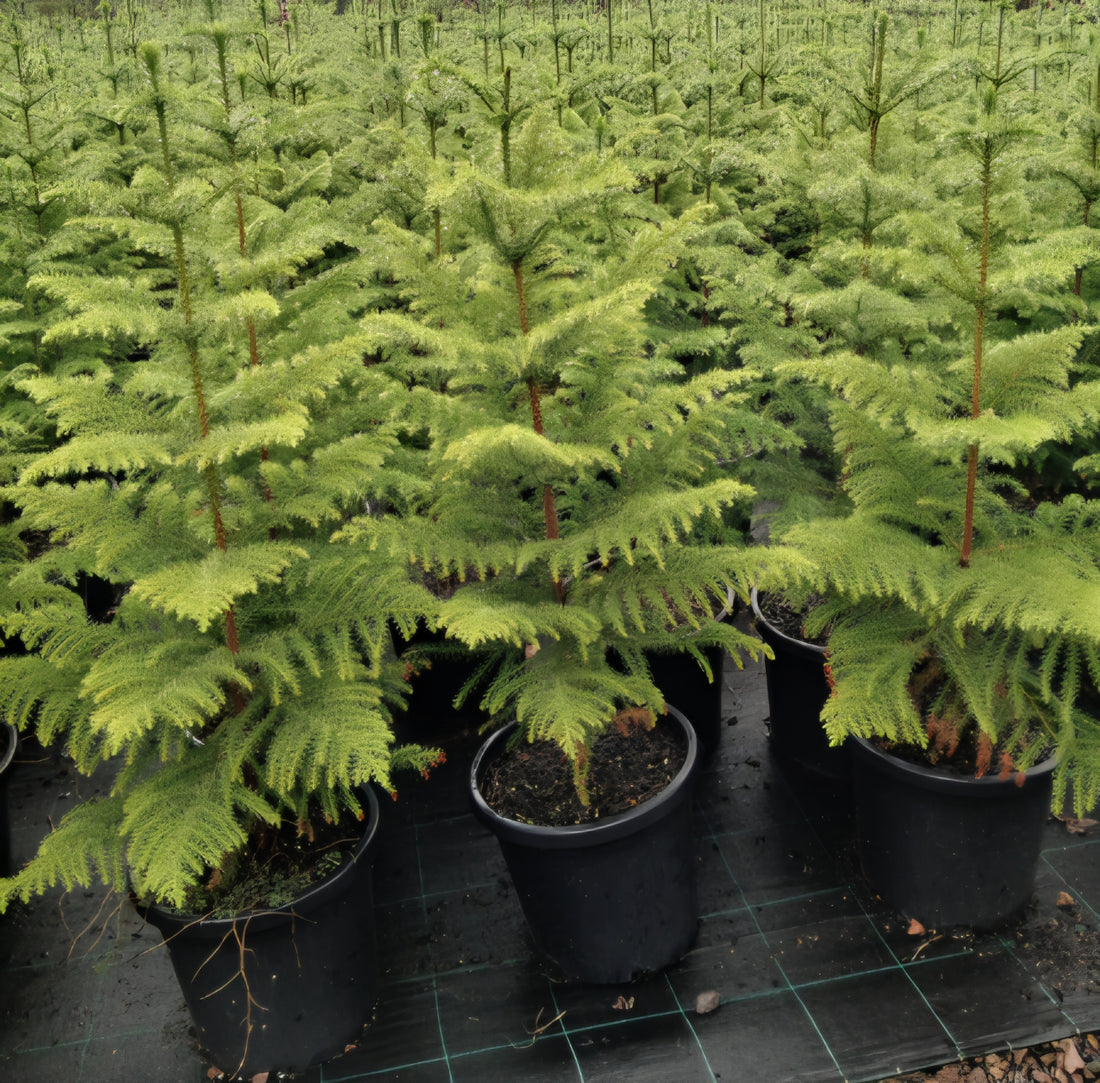 Norfolk Island Pine - Extra Large, PICK UP ONLY - Ladybird Nursery