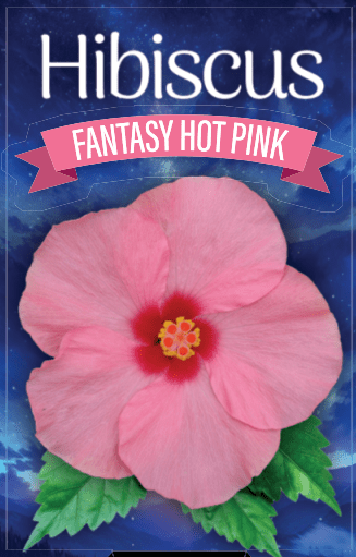 Hibiscus 'Fantasy Hot Pink' (Hibiscus rosa-sinensis) - Ladybird Nursery