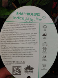Rhaphiolepis indica ‘Spring Pearl’