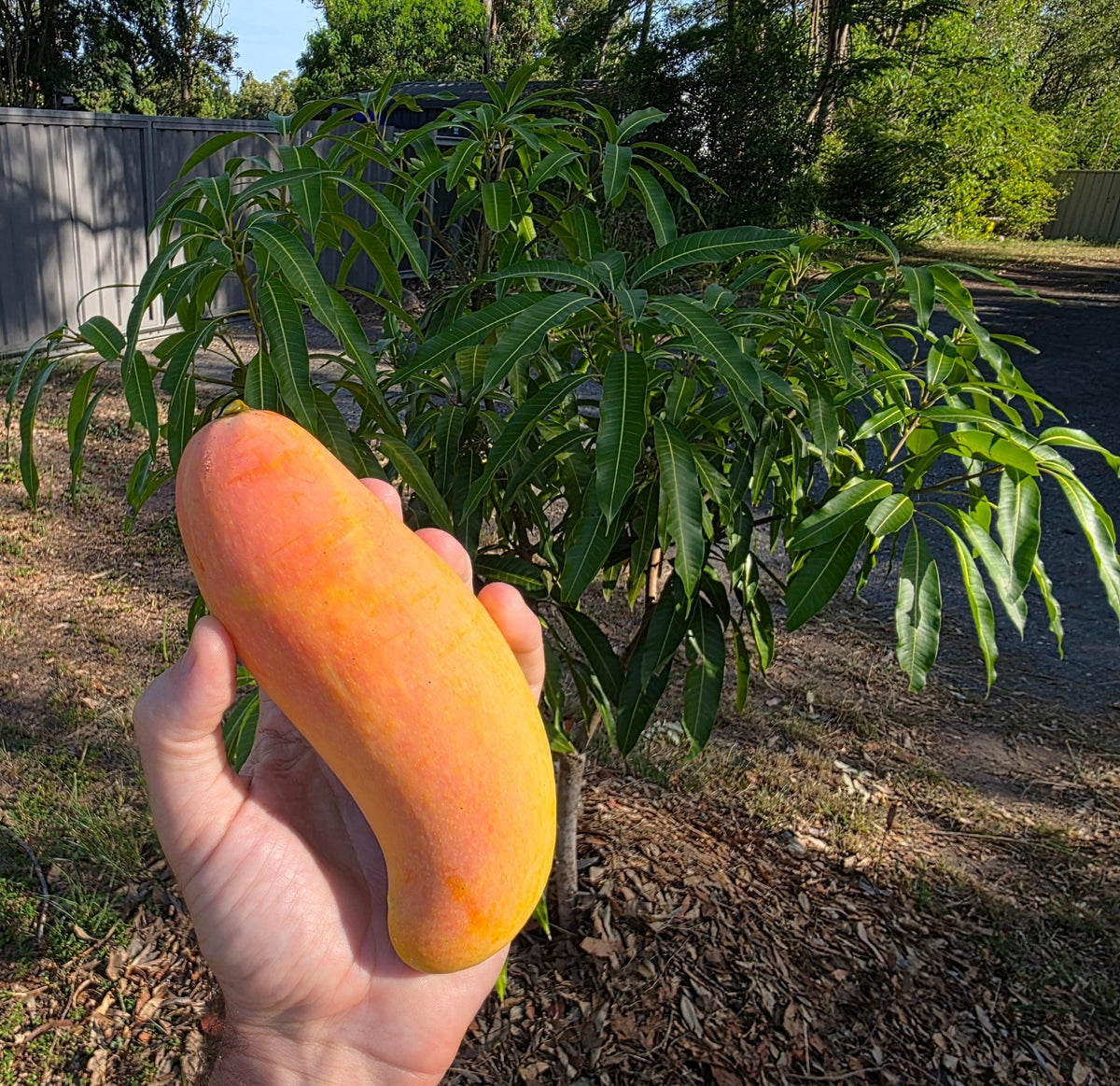 Dwarf King Thai Mango Fruit Tree – Buy Now! – Ladybird Nursery