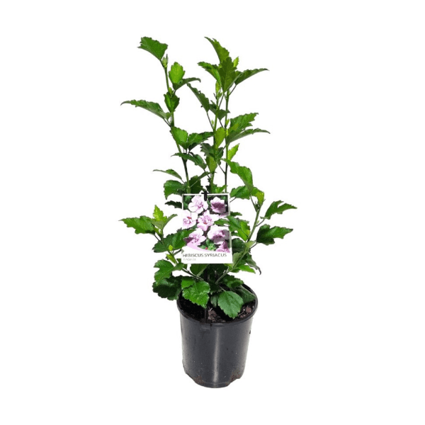 Rose of Sharon Ardens Pink (Hibiscus syriacus) - Ladybird Nursery