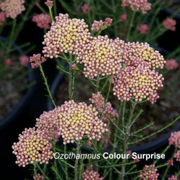 Ozothamnus 'Colour Surprise' - Ladybird Nursery