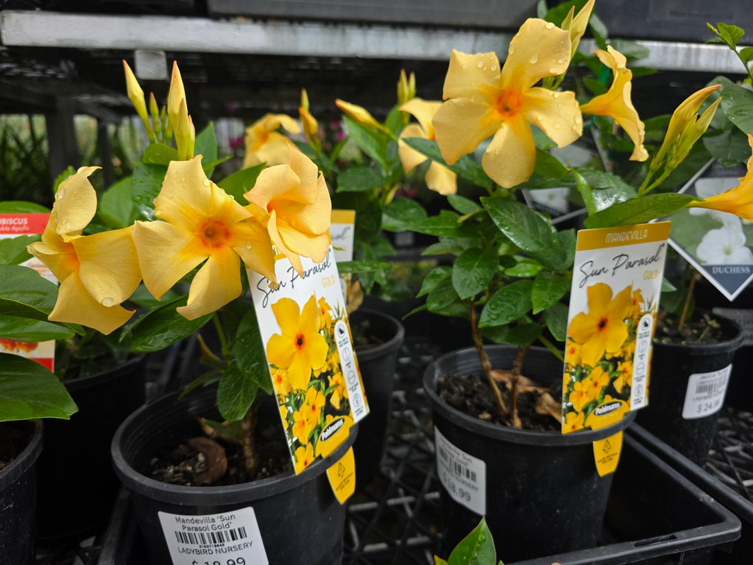 Mandevilla ‘Sun Parasol Gold’ - Ladybird Nursery