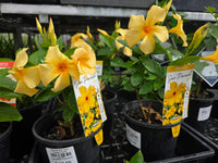 Mandevilla ‘Sun Parasol Gold’ - Ladybird Nursery