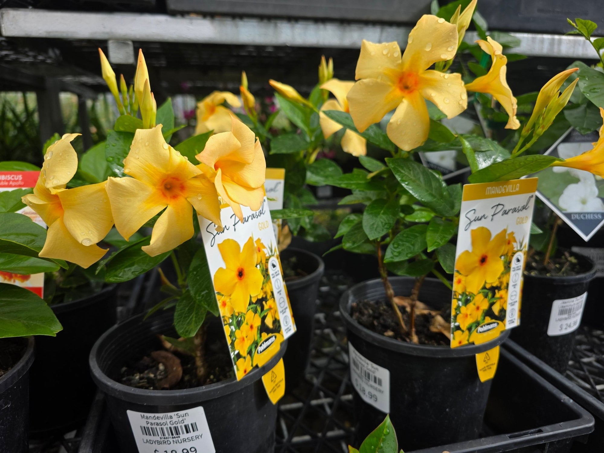 Mandevilla ‘Sun Parasol Gold’ - Ladybird Nursery