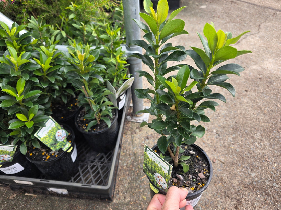 Snow Maiden (Rhaphiolepis indica) - Ladybird Nursery