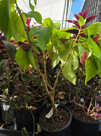 Megaskepasma Brazilian Red Cloak (Megaskepasma erythrochlamys) - Ladybird Nursery