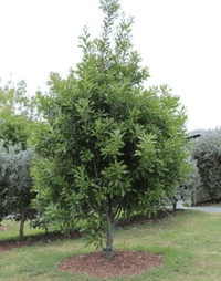 Macadamia Beaumont - Ladybird Nursery