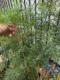 Silky Oak (Grevillea robusta) - Ladybird Nursery