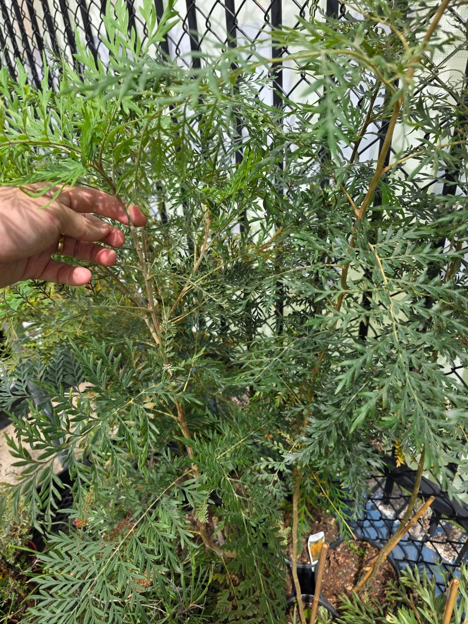 Silky Oak (Grevillea robusta) - Ladybird Nursery
