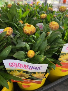 Paper Daisy 'Jumbo Yellow' (Bracteantha Dreamtime) - Ladybird Nursery