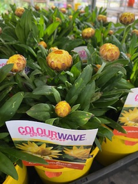 Paper Daisy 'Jumbo Yellow' (Bracteantha Dreamtime) - Ladybird Nursery
