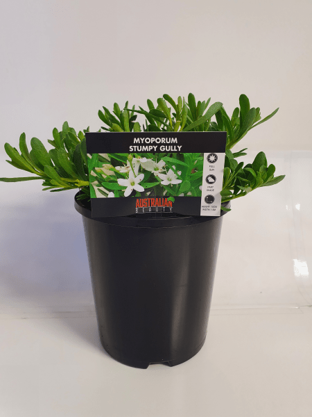 Myoporum 'Stumpy Gully' - Ladybird Nursery