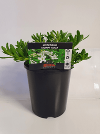 Myoporum 'Stumpy Gully' - Ladybird Nursery