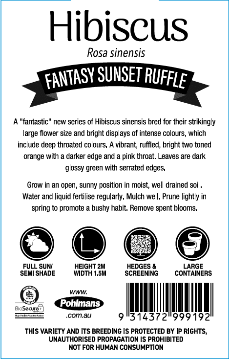 Hibiscus 'Fantasy Sunset Ruffle' (Hibiscus rosa-sinensis) - Ladybird Nursery