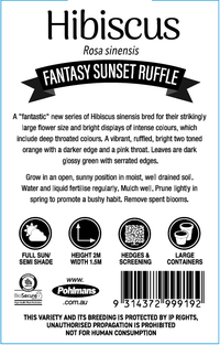 Hibiscus 'Fantasy Sunset Ruffle' (Hibiscus rosa-sinensis) - Ladybird Nursery