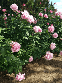 Rose 'Heaven Scent' - Ladybird Nursery