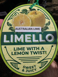 'Limello' Lime (QLD ONLY) - Ladybird Nursery