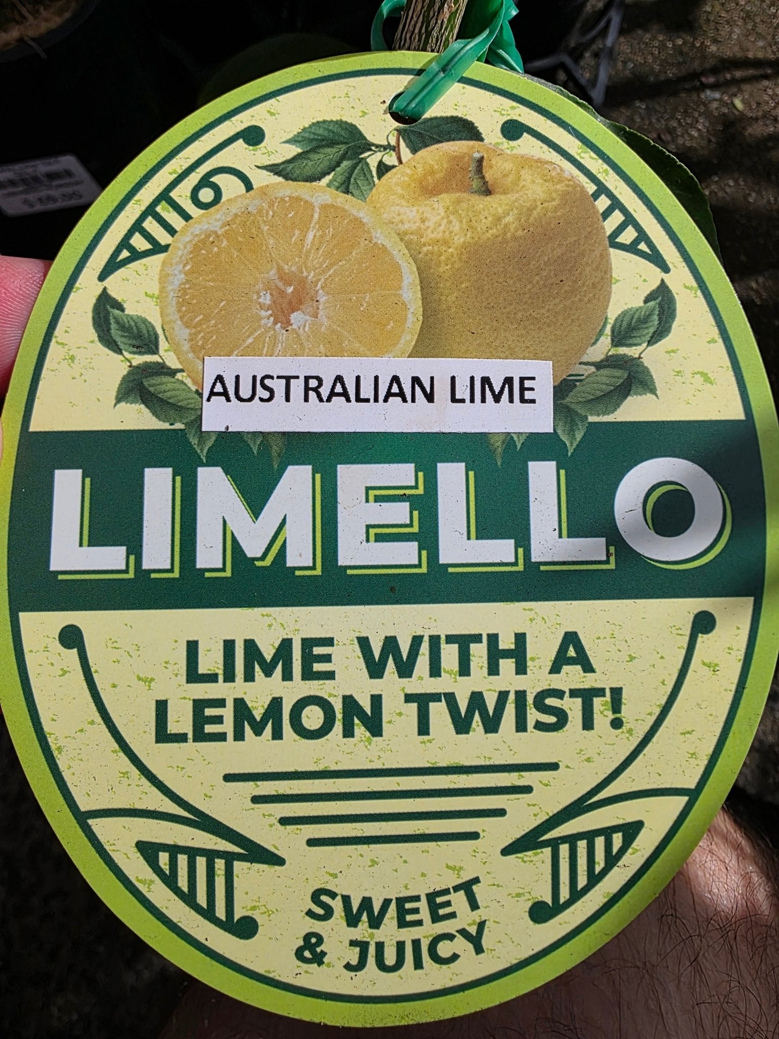 'Limello' Lime (QLD ONLY) - Ladybird Nursery