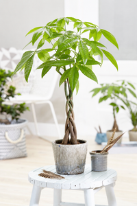 Money Tree 'Lucky 4' Twisted Stem