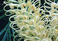 Grevillea 'Moonlight'