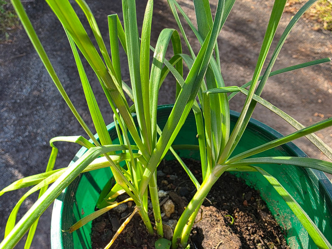 Garlic Chives - Ladybird Nursery